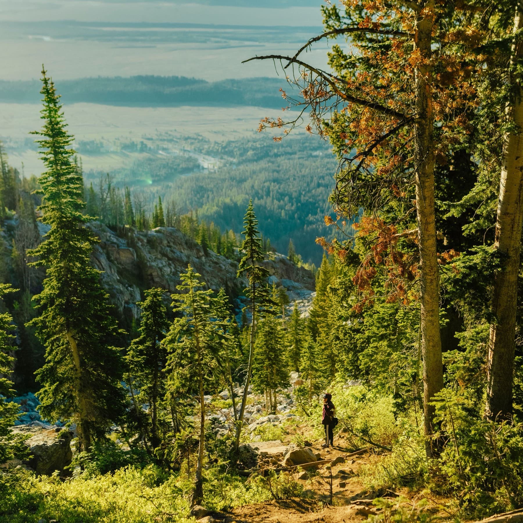 A lone hiker paused on a pine-lined trail high above the valley floor, the flats and far ranges hazy in the morning light below